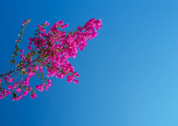 Рожева бугенвілла на фоні неба — стокове фото