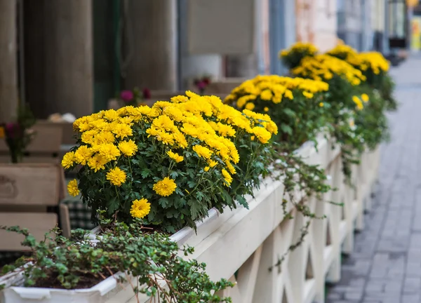 Decoration on the street yellow chrysanthemum flowers — Stock Photo, Image