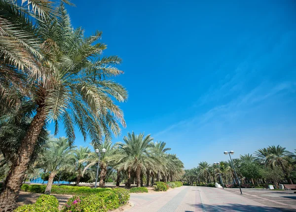 Exotic park of palm trees against the blue sky — Stock Photo, Image