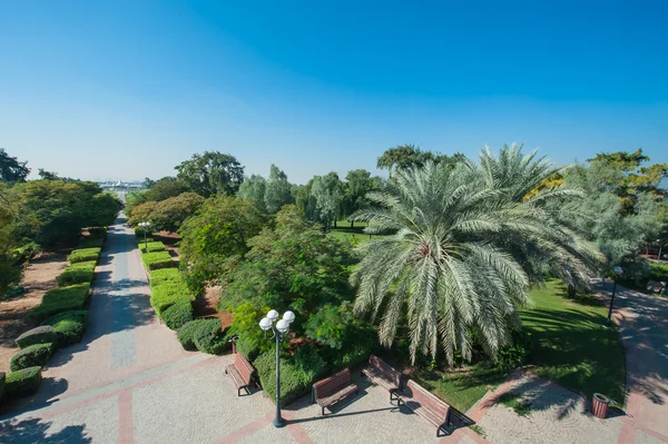 Экзотический парк пальм против голубого неба в Дубае — стоковое фото