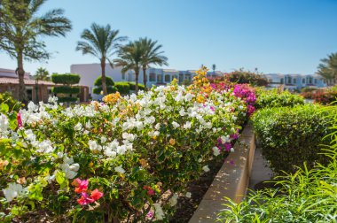 Bougainvillea çiçek egzotik ağaçlar bir arka plan üzerinde