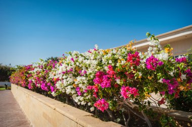 Bougainvillea çiçek egzotik ağaçlar bir arka plan üzerinde