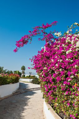 Egzotik çiçekler pembe Begonviller Mısır