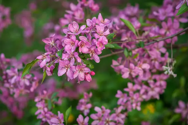 Roze voorjaar bloemen wilde appel — Stockfoto