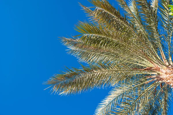 Palmera contra el cielo en verano — Foto de Stock