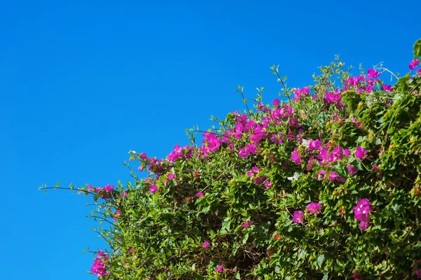 Bougainvillea bloemen exotische achtergrond van de hemel — Stockfoto