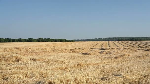 Campo inclinado de trigo no outono — Vídeo de Stock