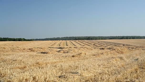 Campo inclinado de trigo no outono — Vídeo de Stock