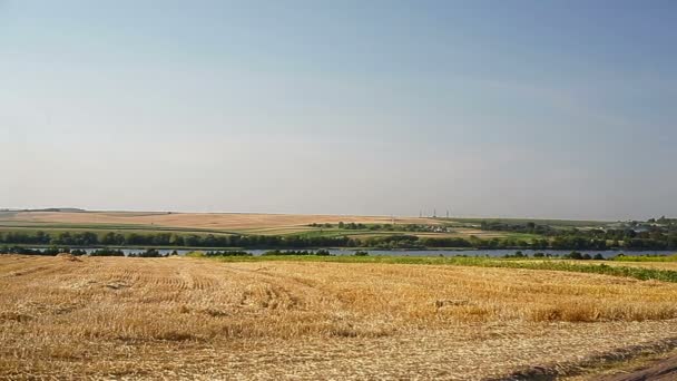 Sloping field of wheat and the road in the autumn — Stock Video