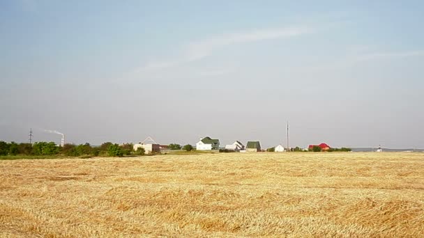 Sloping field of wheat in the autumn — Stock Video