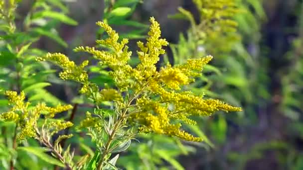 Lindas flores amarelas selvagens no campo — Vídeo de Stock