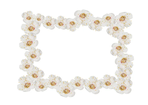 Marco con flores de primavera blancas — Foto de Stock