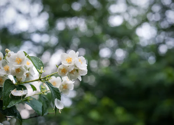 Lentebloemen met dauw jasmijn close-up — Stockfoto
