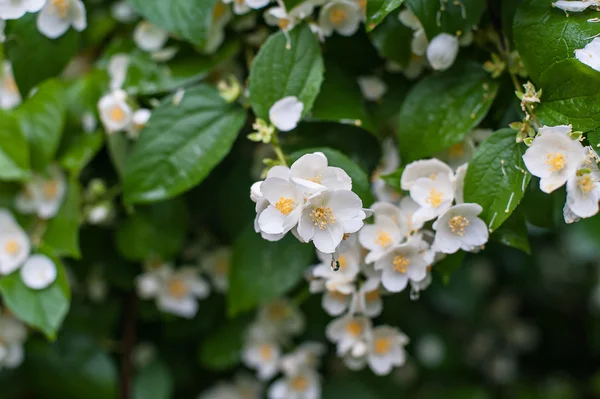 Lentebloemen met dauw Jasmijn — Stockfoto