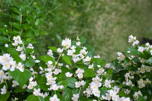 Lentebloemen witte jasmijn — Stockfoto