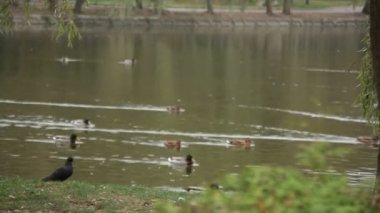 Yaban ördekleri parkta gölde Yüzme