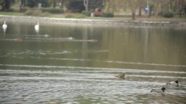 Yaban ördekleri parkta gölde Yüzme