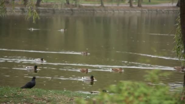 Canards sauvages nageant sur le lac dans le parc 