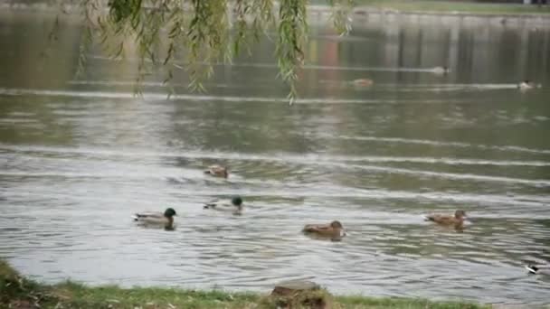 Canards sauvages nageant sur le lac dans le parc 