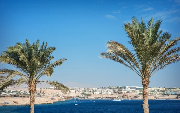 Palm trees with views of the sea and the hotel in Egypt — Stock Photo, Image