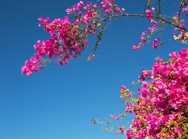 Rosa Bougainvillea-Blüten gegen den Himmel — Stockfoto