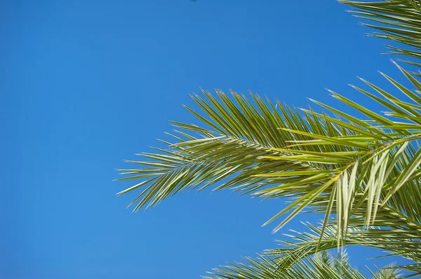 Palm lämnar mot himlen i sommar — Stockfoto