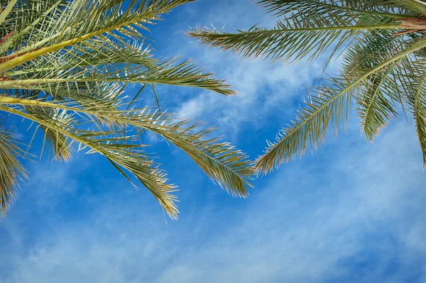 Green leaves of palm trees against the sky — Stock Photo, Image