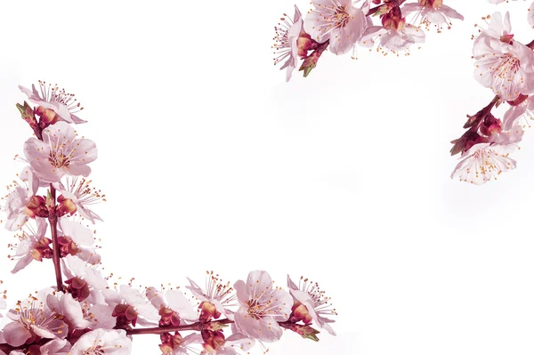 흰색 바탕에 봄 꽃 프레임 — 스톡 사진