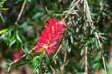 Kırmızı şişe fırça ağacının (Callistemon egzotik çiçekler) 
