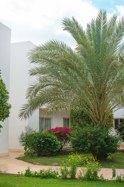 Palmiye ağaçları bir Bahçe — Stok fotoğraf