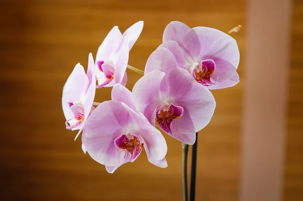 Fioletowy kwiat orchidei na podłoże drewniane — Zdjęcie stockowe