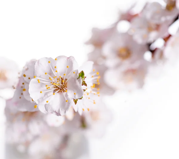 Apricot spring flowers close up on white background — Stock Photo, Image