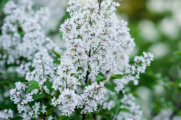 Branch of lilac in the spring texture — Stock Photo, Image