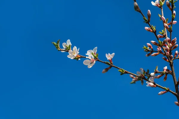 春花あんずのための場所で、青色の背景に、 — ストック写真