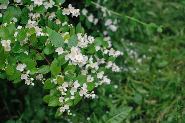 Textuur voorjaar bloemen jasmijn met druppels regen — Stockfoto
