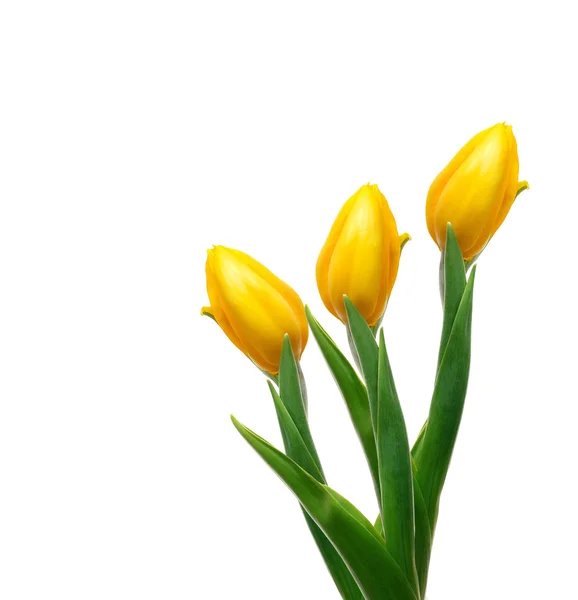 Three yellow tulips on a white background — Stock Photo, Image