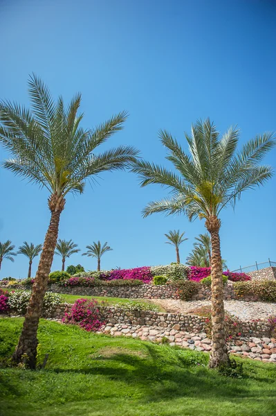 İki Mısır otelin üzerinde palmiyeler — Stok fotoğraf