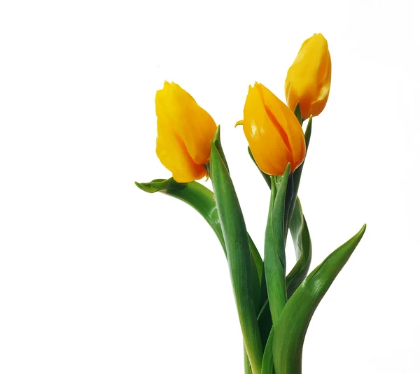 Beautiful yellow tulips on a white background — Stock Photo, Image