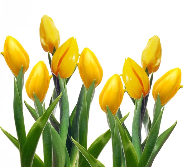 Beautiful yellow tulips on a white background — Stock Photo, Image