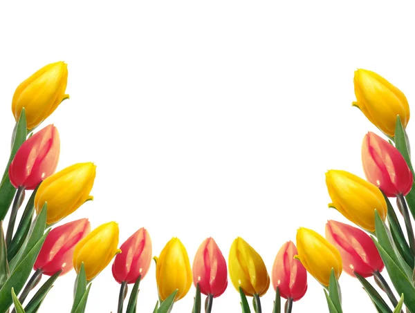 Beautiful frame with tulips — Stock Photo, Image