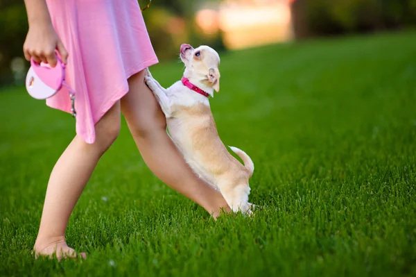 Mujer en un vestido rosa paseando con un perrito — Foto de Stock