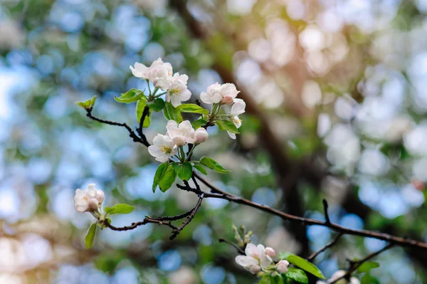 Branch of apple tree with white flowers in spring — Stock Photo, Image