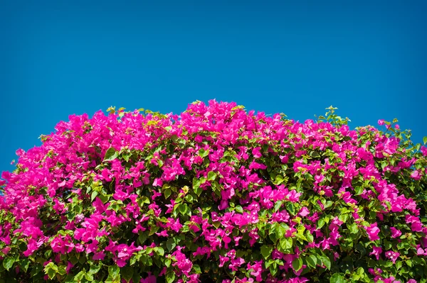 Arbusto con flores en el hotel en Egipto —  Fotos de Stock