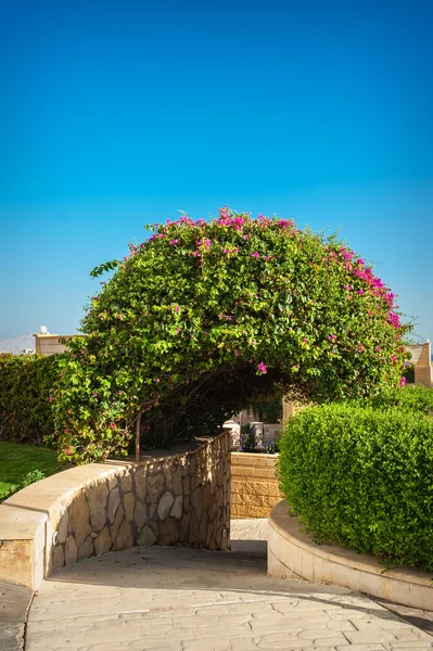 Flowering bush on the hotel in Egypt — Stock Photo, Image