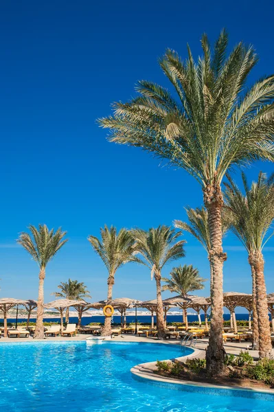 Beautiful palm trees near a swimming pool on the background of b — Stock Photo, Image