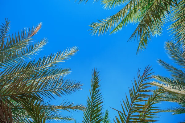 Hojas de palma contra el cielo azul — Foto de Stock