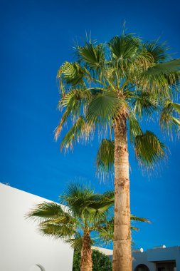 Mavi gökyüzü arka plan güzel palmiye ağaçlarının