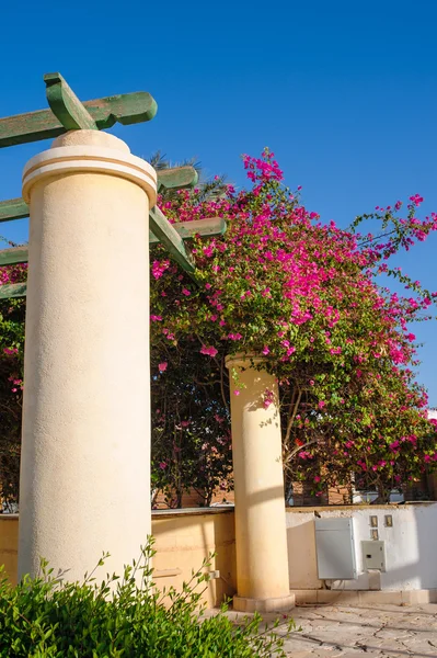 Schöne blühende Sträucher gegen den blauen Himmel — Stockfoto