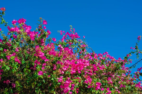 Mooie bloeiende struiken tegen de blauwe hemel — Stockfoto