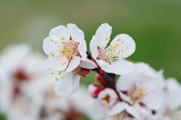 Beautiful branch of a blossoming tree close-up — Stock Photo, Image